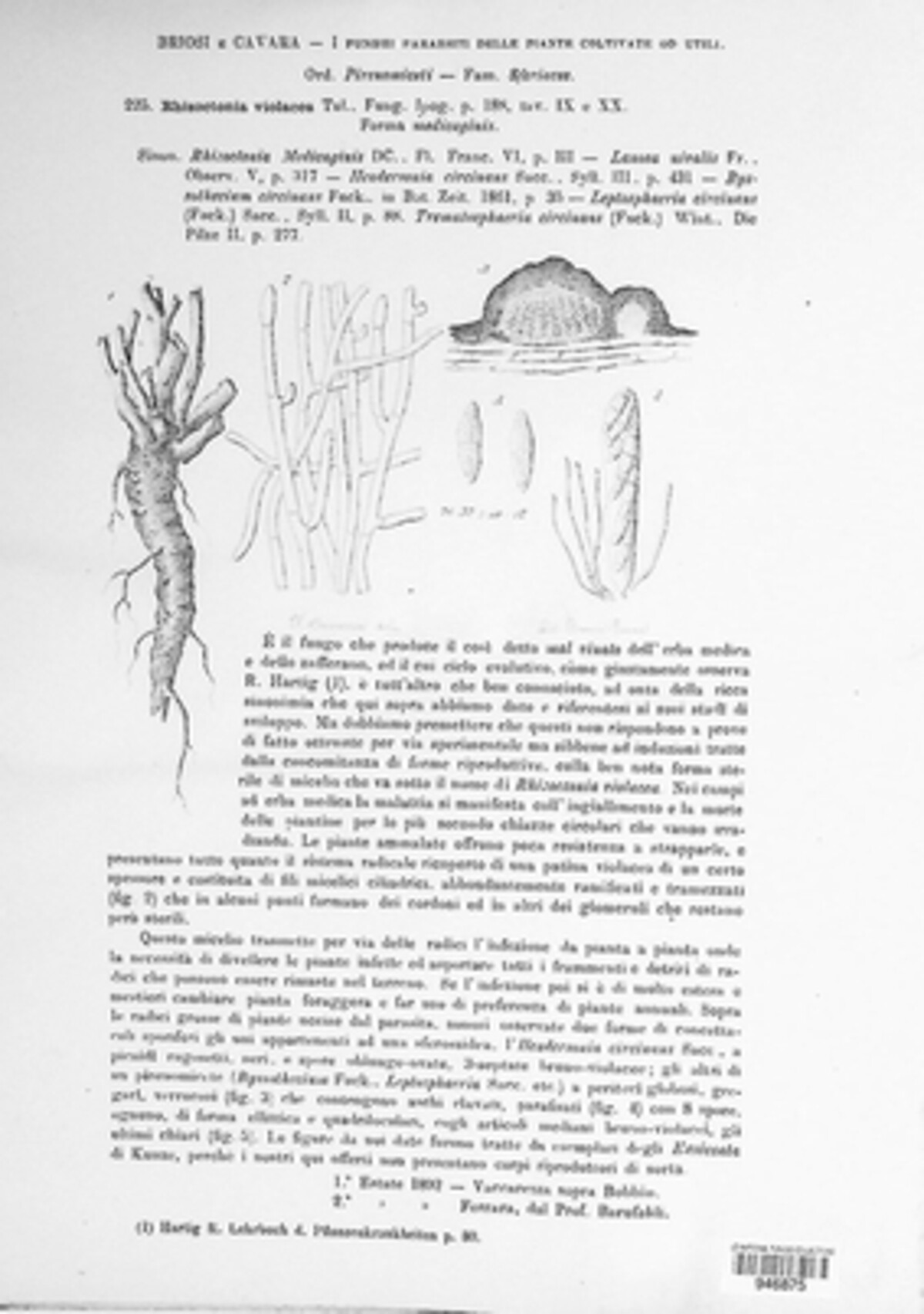 Helicobasidiaceae image